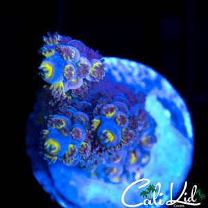 CK BONKERZ TENIUS