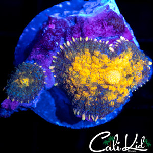 GOLD SPOT RHODACTIS DOUBLE