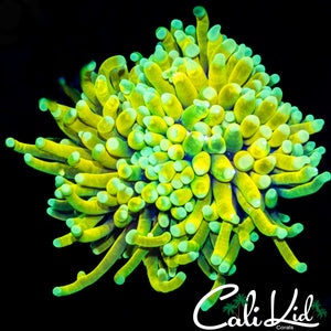 GOD TYPE TORCH MORPH