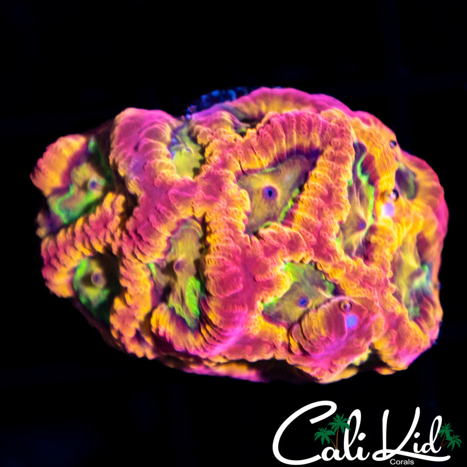 PANDEMIC FAVIA