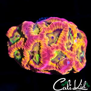 PANDEMIC FAVIA