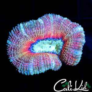 PASTEL RAINBOW ACAN LORD