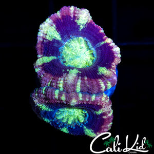 PURPLE ASIAN ACAN DOUBLE