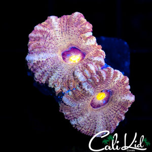 SOLAR EYE ASIAN ACAN DOUBLE