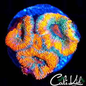 ORANGE SHERBERT MICRO TRIPLE