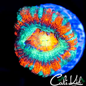 RAINBOW ASIAN ACAN