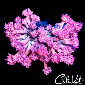 Hyper Pink Goni