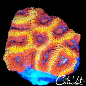 CK Firewater Micro