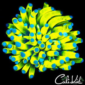 CK Banzai Banana Torch - NEW RELEASE!