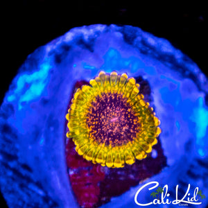 Northern Lights Zoa
