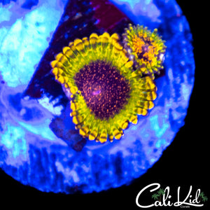 Northern Lights Zoa Double