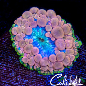 Neptune Bounce Shroom