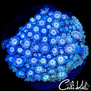 Ultra Goni Colony