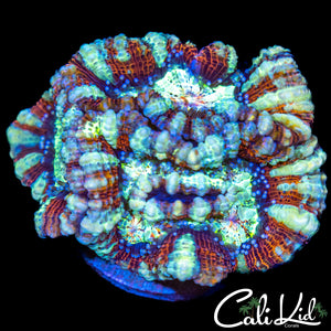 Ultra Rainbow Wilsoni