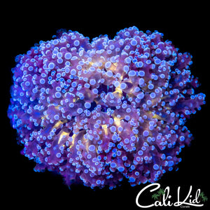 Octopus Frogspawn