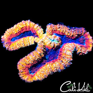 Beautiful Rainbow Symphylia