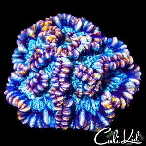 Rainbow Wilsoni Colony