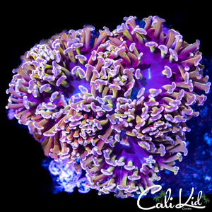 Pink Tip Hybrid Hammer