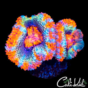 Ultimate Rainbow Acan Double