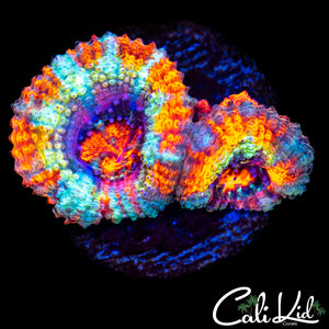 Ultra Rainbow Acan Double