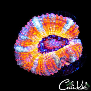 White Stripe Rainbow Acan
