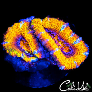 Ultra Rainbow Acan Double