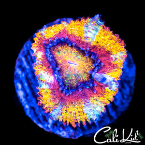 Lipstick Acan