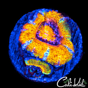 Rainbow Acan Morph