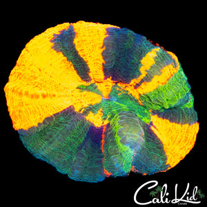 Rare 4 Color Scoly