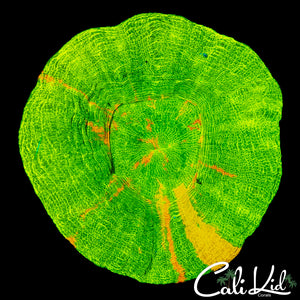 Sour Apple Scoly w/ Yellow Stripe