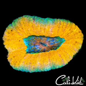 Unique Ultra Scoly