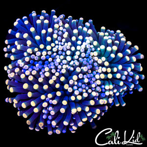 Bi Color Torch (mutiple heads)