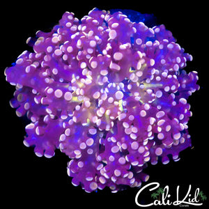 Pink Octopus Frogspawn