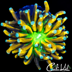 Rare Malaysian Green Mouth Torch