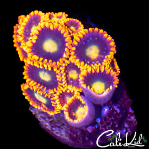 CK Venus Zoa Mini Colony