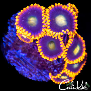 CK Venus Zoa Mini Colony