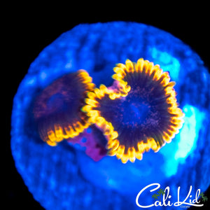 Stiggy Marley Double