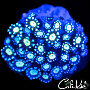 Blue Sunflower Goni