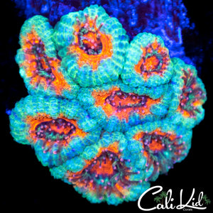 Ultra Acan Mini Colony