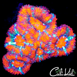 Tony The Tiger Acan Mini Colony