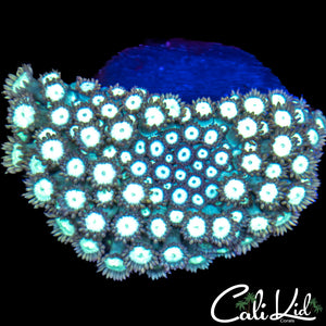Ultra Goni Colony