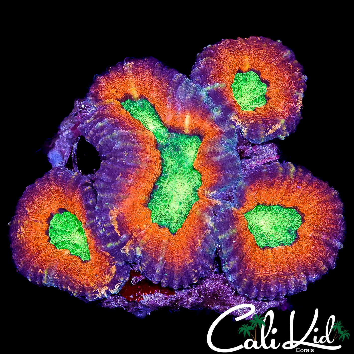 CK ULTIMATE AUSSIE LOBO COLONY