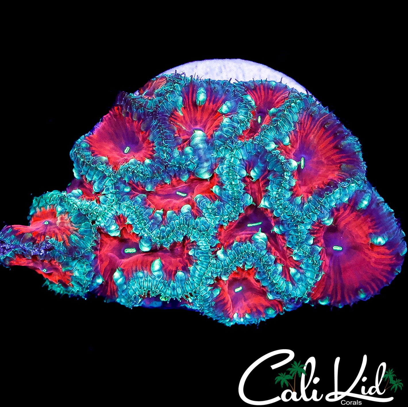 CK HOT AND SPICY BLASTO COLONY