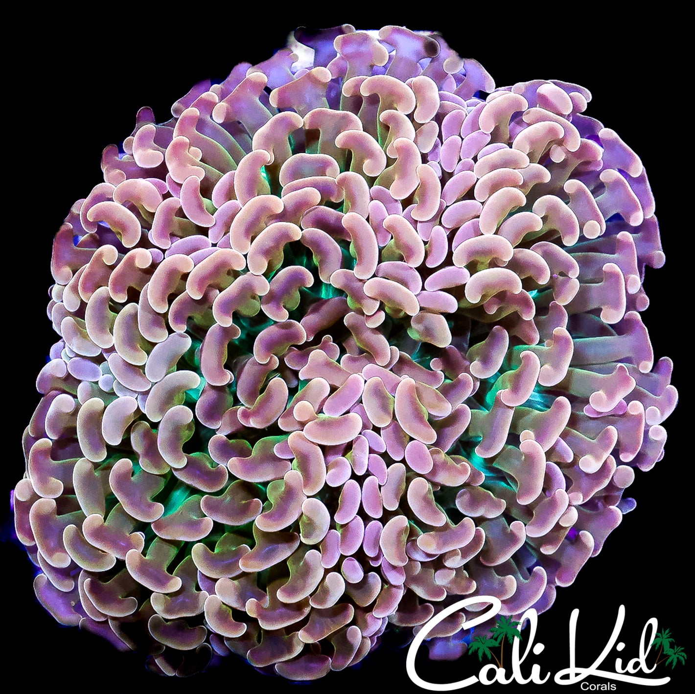 CK BEAUTIFUL RAINBOW HAMMER