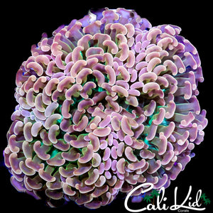 CK BEAUTIFUL RAINBOW HAMMER