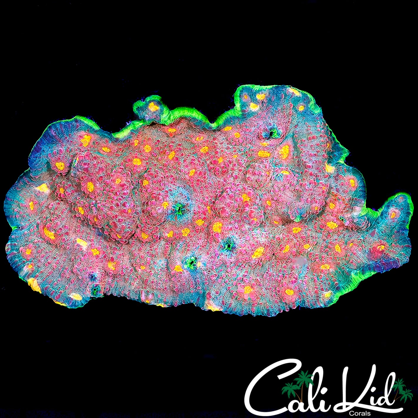 CK RAINBOW WATERMELON CHALICE COLONY