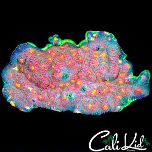 CK RAINBOW WATERMELON CHALICE COLONY