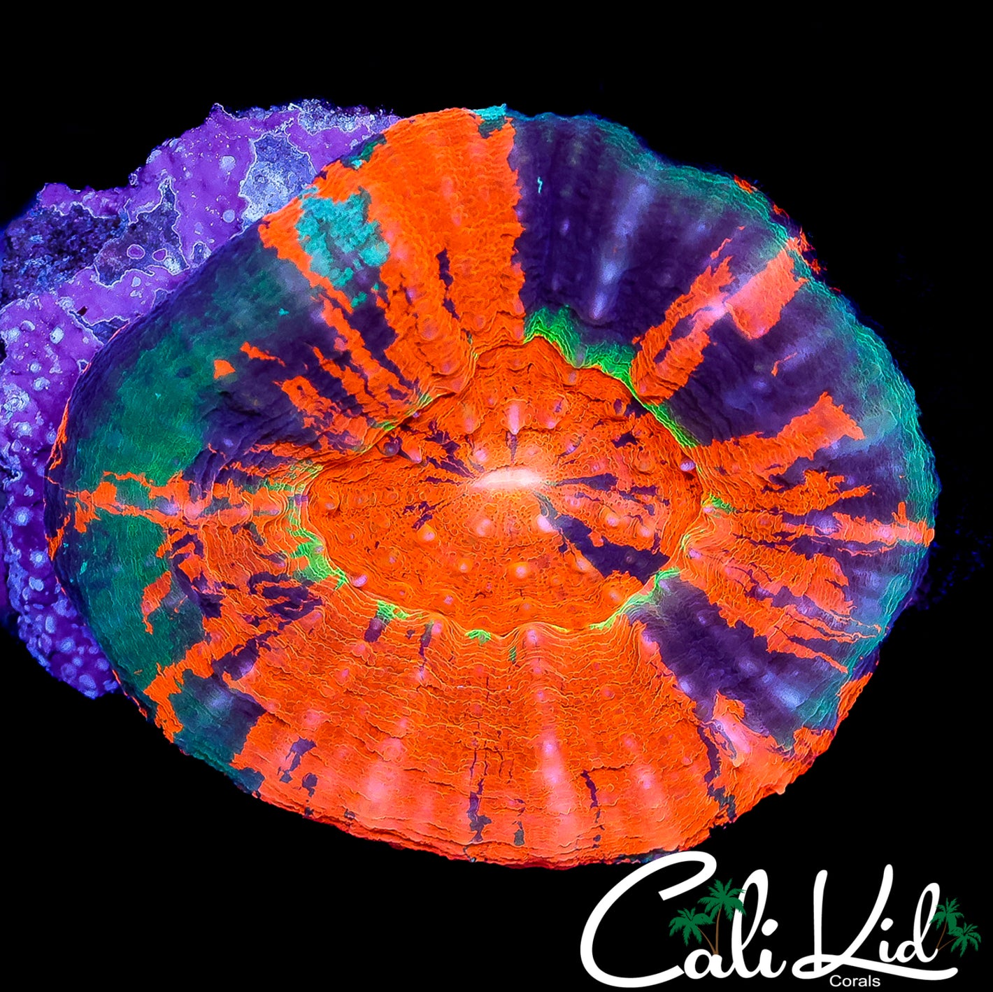 CK RARE COLOR MASTER SCOLY