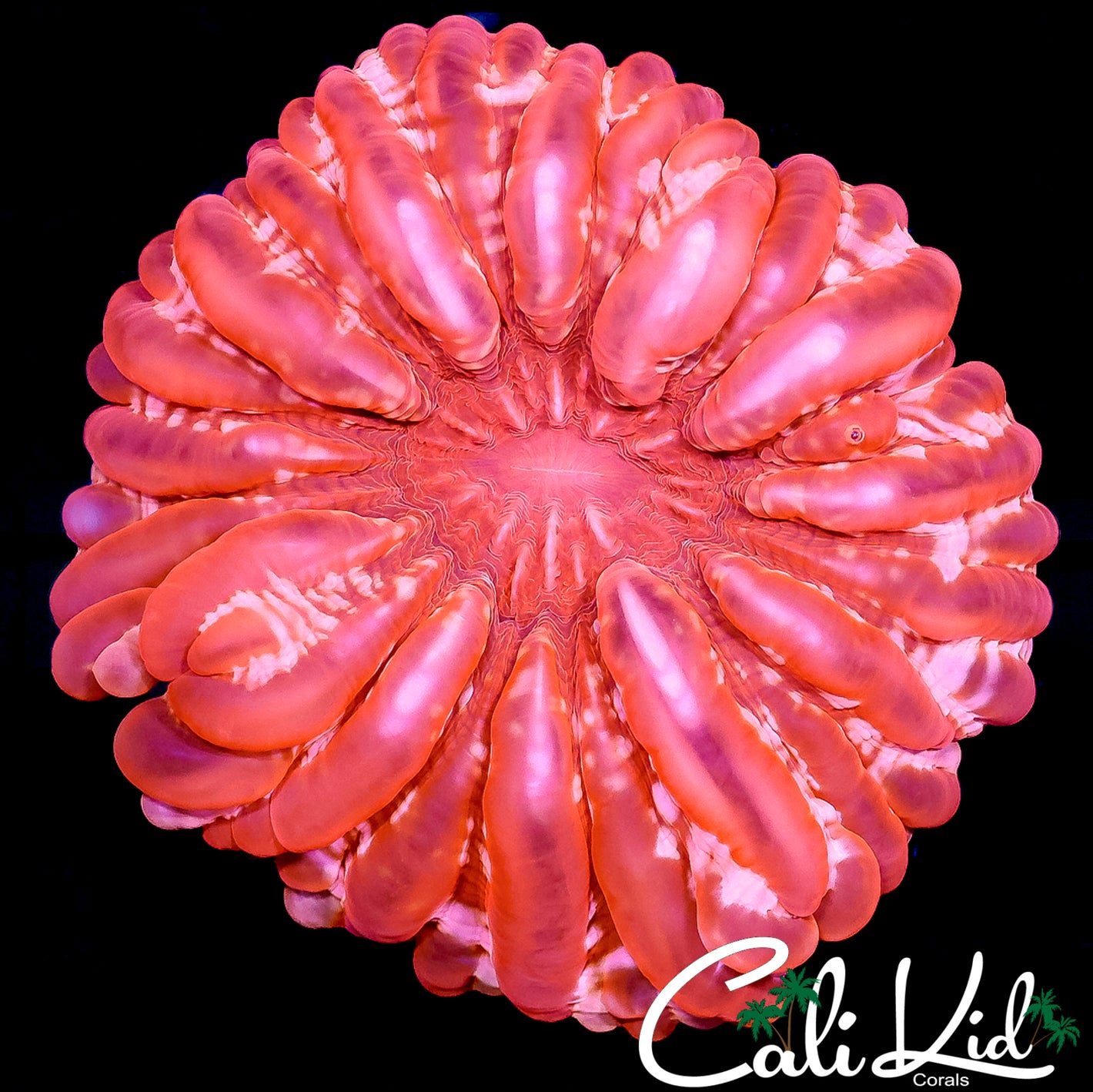 CK XXL CANDY CYNARINA