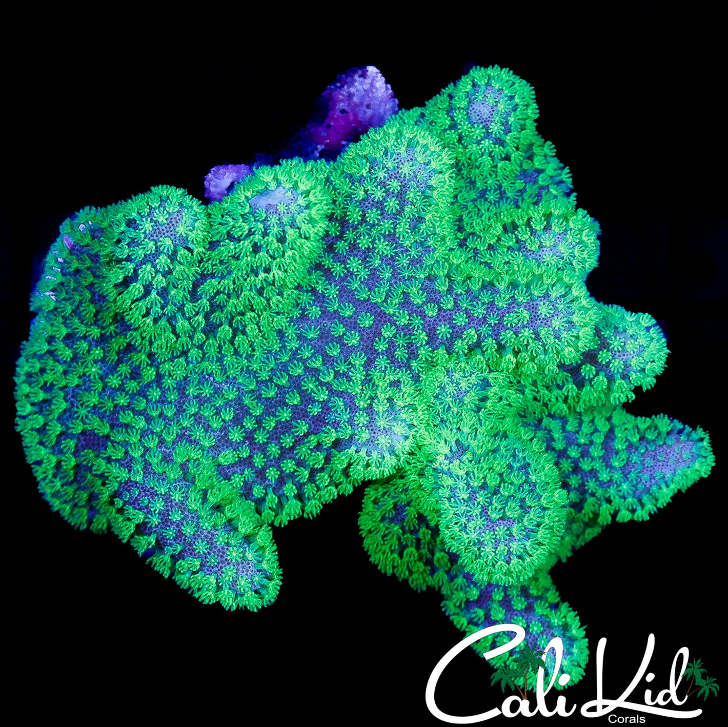 CK NEON CROWN LEATHER COLONY